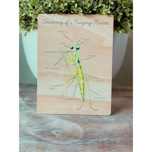 Anatomy of a Praying Mantis Bug by Ataahua Children