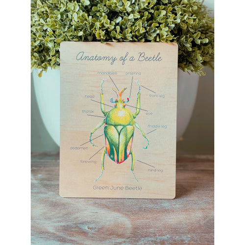 Anatomy of a Beetle by Ataahua Children