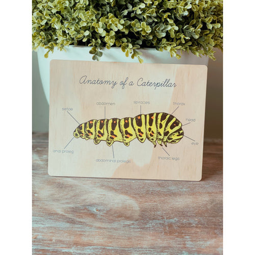 Anatomy of a Caterpillar by Ataahua Children