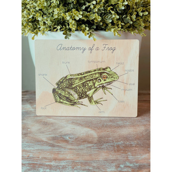 Anatomy of a Frog by Ataahua Children