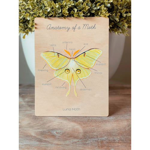 Anatomy of a Dragonfly by Ataahua Children