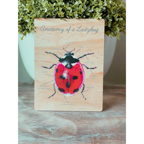 Anatomy of a Ladybug by Ataahua Children