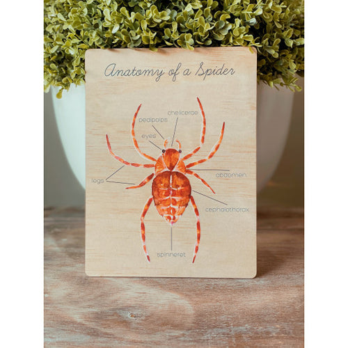 Anatomy of a Spider by Ataahua Children