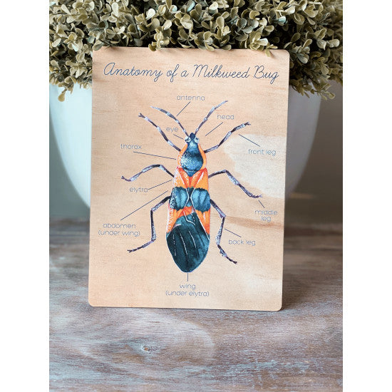 Anatomy of a Milkweed Bug by Ataahua Children
